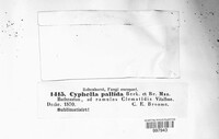 Image of Cyphella pallida